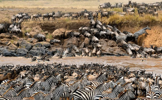 Tanzania Safari from Arusha | 7-Days/6-Nights Adventure Safari 